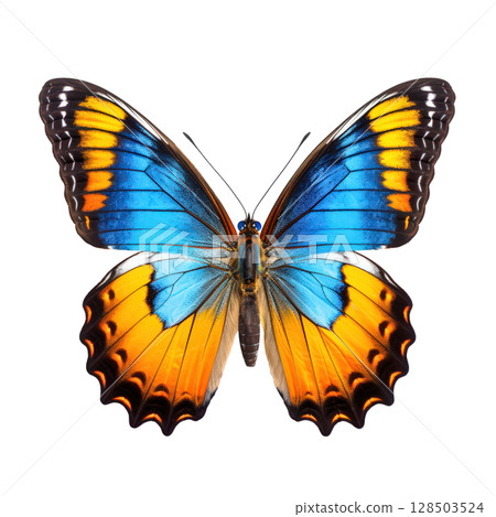 Tropical butterfly isolated on white background 128503524