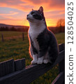 Twilight cat 128504025