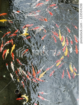 Koi carp swimming in circles in a pond 128504298