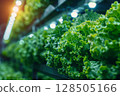 Sustainable vertical agriculture, lettuce growing in a controlled environment, eco-friendly farming concept 128505166
