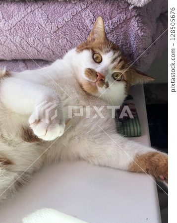 Cat resting on its side. Ginger and white cat. Cat resting on its side. Ginger and white cat. 128505676