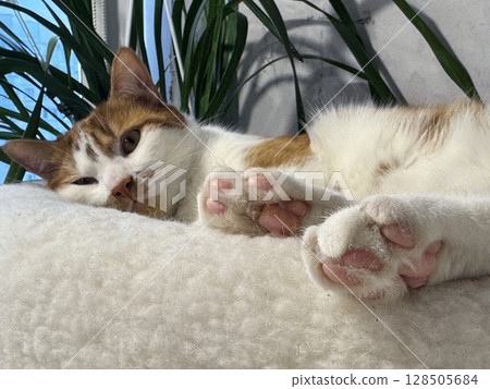 Ginger cat resting in a cat bed. Ginger cat resting in a cat bed. 128505684