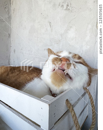 Ginger cat sleeping in a wooden crate. Baring teeth. 128505685