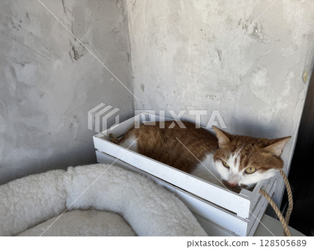 Ginger cat resting in a wooden crate. 128505689