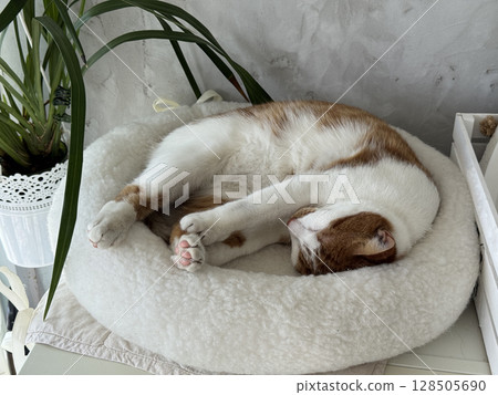 Ginger cat resting in a cat bed. Ginger cat resting in a cat bed. 128505690