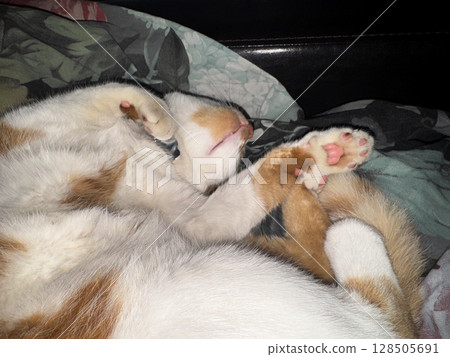 Cat sleeping on its back. Red and white cat. Cat sleeping on its back. Red and white cat. 128505691