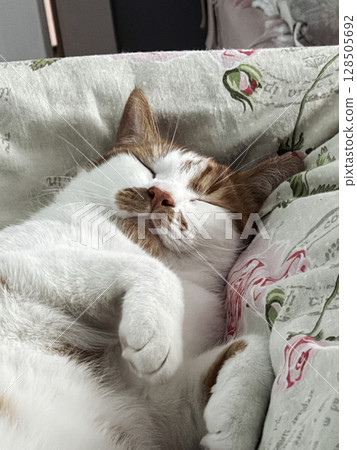 Cat sleeping on its back. Red and white cat. 128505692