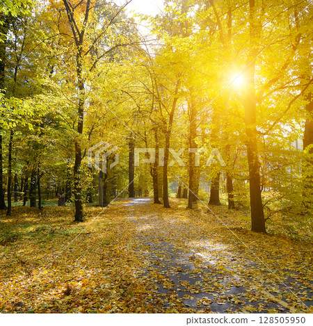 Autumn park with a path for walking in rays of the sun 128505950