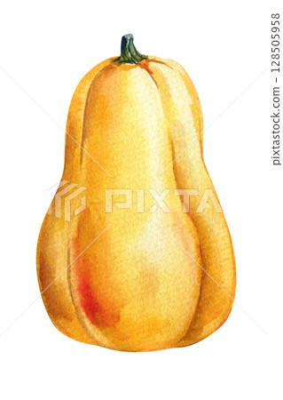 Butternut squash yellow pumpkin watercolor illustration for autumn designs, ripe vegetable, botanical illustration 128505958