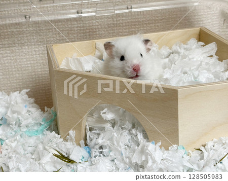 A cute white pet hamster peeking out from behind its wooden nest, with the roof removed. 128505983