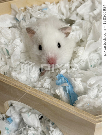 Closeup of a fluffy white hamster looking at the camera. 128505984