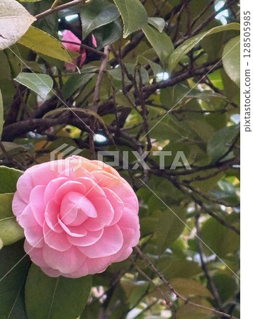 A blooming pink camellia flower, with lush green leaves and branches in the background. 128505985