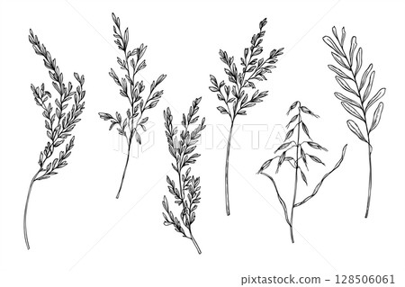Monochrome vector illustration set of flowering meadow spikelet and wild oats. Wild herbs, grasses etching drawing clip art for organic product labels, rustic wedding decor, eco friendly packaging. 128506061