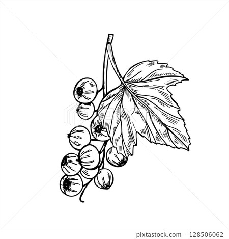 Black currant branch with berries and leaf vector illustration. Hand drawn bunch of berries. Garden berry line art for healthy food packaging, summer harvest design, jam labels, recipe books. 128506062
