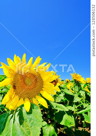 Scenery of the sunflower village in Hokuryu Town, Hokkaido 128506132