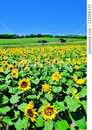 北海道北龍町向日葵村的風景 128506135