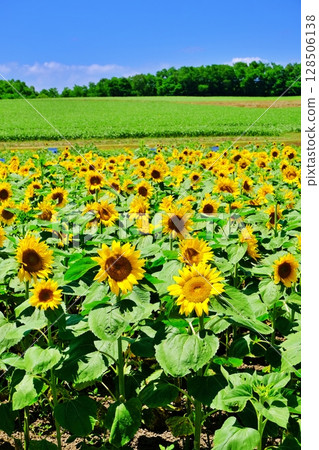 Scenery of the sunflower village in Hokuryu Town, Hokkaido Scenery of the sunflower village in Hokuryu Town, Hokkaido 128506138