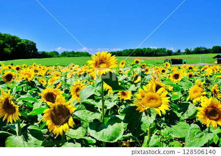 Scenery of the sunflower village in Hokuryu Town, Hokkaido Scenery of the sunflower village in Hokuryu Town, Hokkaido 128506140