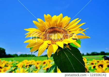 Sunflower field Sunflower field 128506142