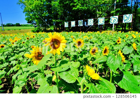 北海道北龍町向日葵村的風景 128506145