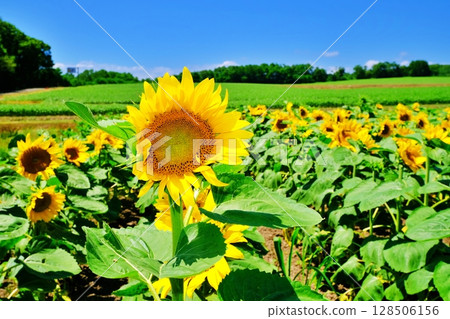 北海道北龍町向日葵村的風景 128506156