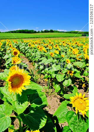 北海道北龍町向日葵村的風景 128506157
