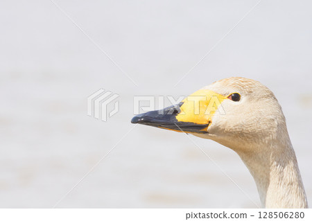 Swan visiting in spring in Hokkaido 128506280
