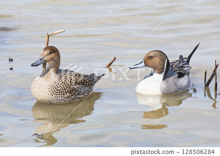 A pair of northern pintails to visit in the spring of Hokkaido A pair of northern pintails to visit in the spring of Hokkaido 128506284