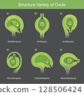 Structure Variety of Ovule. The diverse structural varieties of ovules found in plants, each with a distinct orientation relative to the funiculus. 128506424