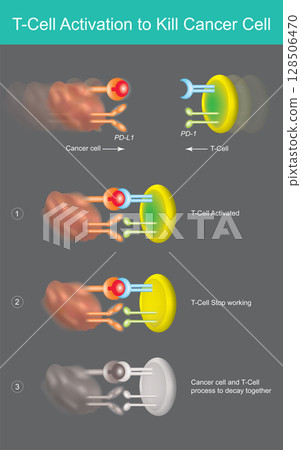 T-Cell Activation and Cancer Cell Killing. Illustrates the process of T-cell activation to target and kill a cancer cell, including a mechanism of cancer immune evasion. 128506470