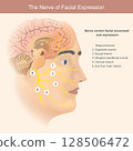 The Nerves of Facial Expression. This image illustrates the intricate network of the facial nerve and its various branches, which collectively control facial movement and expression. 128506472