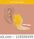 The Parotid Glands and Saliva Production. This image illustrates the location and function of the parotid gland, one of the major salivary glands in the human body. 128506499