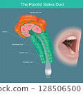 Microscopic view of the parotid gland's secretory and ductal system, culminating in saliva delivery to the oral cavity. 128506500