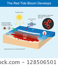 Illustrates the key factors and processes that contribute to the development of a red tide bloom, a natural phenomenon characterised by harmful algal blooms. 128506501