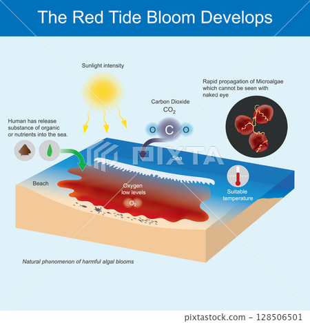 Illustrates the key factors and processes that contribute to the development of a red tide bloom, a natural phenomenon characterised by harmful algal blooms. 128506501