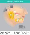 Anatomical overview of the major salivary glands in the human head and their respective ducts, which secrete saliva into the oral cavity. 128506502