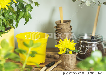 Apartment gardening. Yellow garden pot, potted plantes and garden accessories on wooden table on blue background. Hobby of growing home plants 128506620