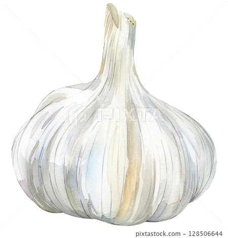 Handmade garlic bulb illustration in watercolor showing layered cloves and dried roots, isolated on white background. Cooking or herbal concept Handmade garlic bulb illustration in watercolor showing layered cloves and dried roots, isolated on white background. Cooking or herbal concept 128506644