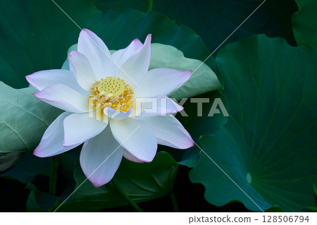 蓮花點亮了夏日清晨的寂靜 蓮花點亮了夏日清晨的寂靜 128506794