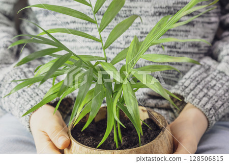 Closeup kid hands of schoolboy in warm sweater holding small plant in coconut bowl. Concept of environmental protection and greening the planet. World Environment Day 128506815