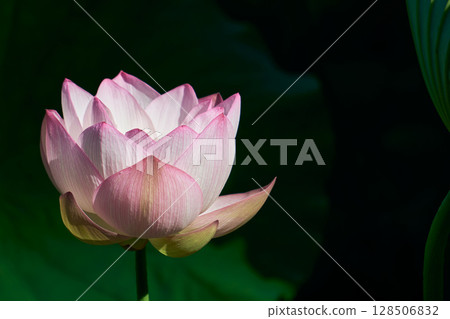 蓮花點亮了夏日清晨的寂靜 蓮花點亮了夏日清晨的寂靜 128506832