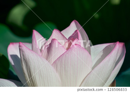 蓮花點亮了夏日清晨的寂靜 蓮花點亮了夏日清晨的寂靜 128506833