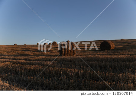 Harvested wheat field at sunset with multiple round hay bales scattered across golden land, under a clear blue evening sky, creating a peaceful rural atmosphere Harvested wheat field at sunset with multiple round hay bales scattered across golden land, under a clear blue evening sky, creating a peaceful rural atmosphere 128507014