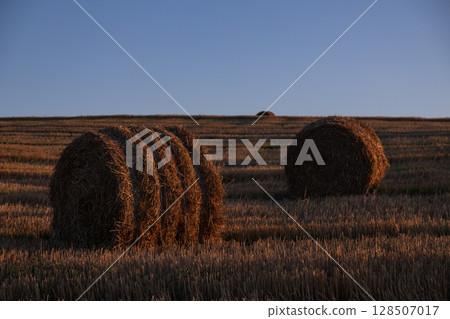 Wheat field at sunset with round hay bales. Warm evening light creates a calm and peaceful rural atmosphere. 128507017
