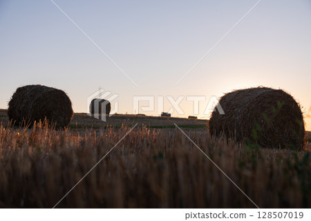 Harvested wheat field with round hay bales at sunset, golden stubble in the foreground and soft evening light in the sky, creating a calm rural atmosphere Harvested wheat field with round hay bales at sunset, golden stubble in the foreground and soft evening light in the sky, creating a calm rural atmosphere 128507019