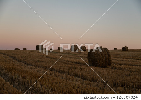 Sunset over a harvested field with round hay bales scattered across golden stubble, under a soft pastel sky, creating a calm and peaceful rural atmosphere 128507024