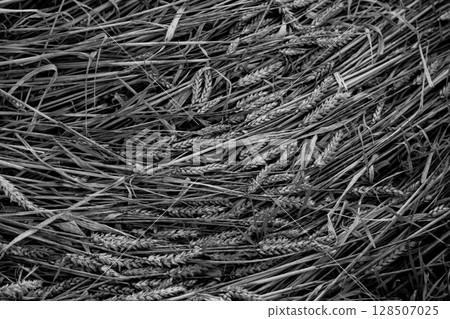 Black and white close-up of dry wheat stems lying chaotically on the ground, creating natural rustic texture and a raw agricultural atmosphere 128507025