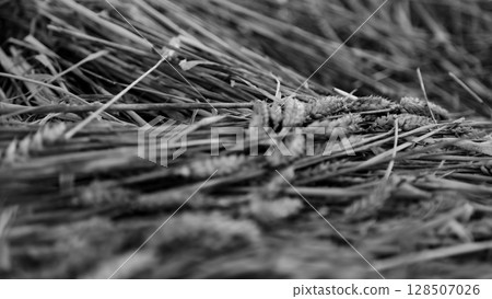 Monochrome close-up of harvested wheat lying on the ground, capturing rustic textures, natural simplicity, and the timeless beauty of rural agriculture Monochrome close-up of harvested wheat lying on the ground, capturing rustic textures, natural simplicity, and the timeless beauty of rural agriculture 128507026