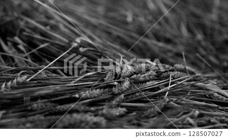 Black and white close-up of wheat ears lying on the ground after harvest, showing natural textures, rural simplicity, and classic agricultural atmosphere Black and white close-up of wheat ears lying on the ground after harvest, showing natural textures, rural simplicity, and classic agricultural atmosphere 128507027
