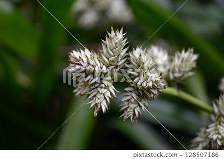 Hohenbergia Stellata 128507186